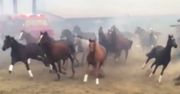 500 koni uciekało przed ogniem. Poruszające wideo