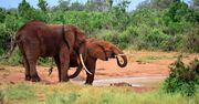 Afrykański kraj przywraca polowania na słonie. "Będziemy to kontrolować"