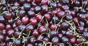 Można już kupić polskie czereśnie. Sadownicy mają problem ze znalezieniem zbieraczy