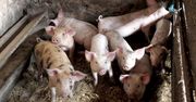 15 tys. euro za kamery w rzeźni. Wegańscy aktywiści pokazali cierpienie świń we Francji