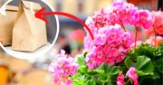 Jak zimować pelargonie? Sposób z papierową torbą bije rekordy popularności