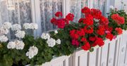 Wlej do wody i podlej pelargonie. Kolorowych kwiatuszków nie będziesz w stanie zliczyć