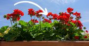 Ta informacja o pelargoniach mi wystarczyła. Nie sadzę już ich na balkonach
