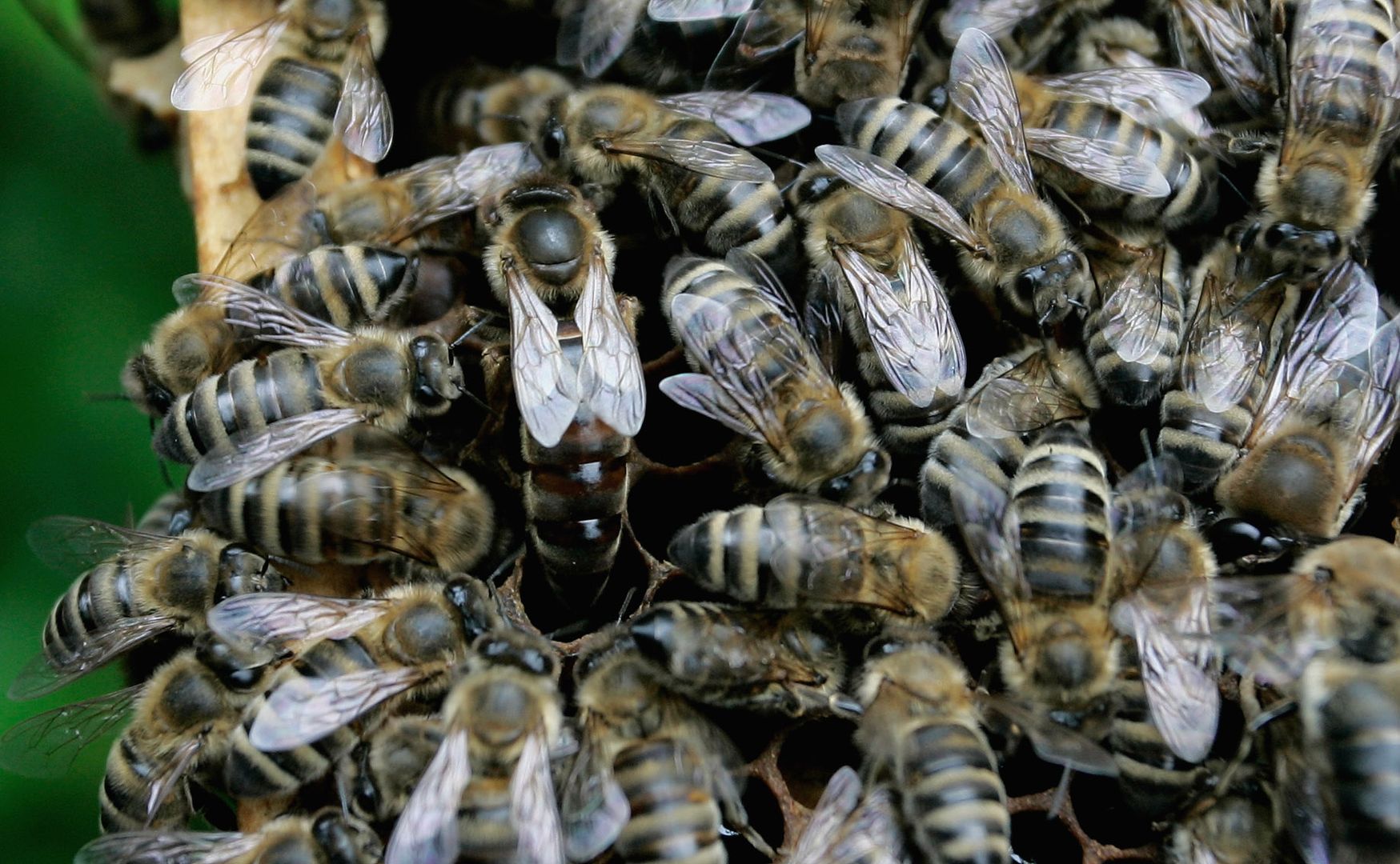 Wymieranie pszczół. Zaskakujące wyniki nowego badania