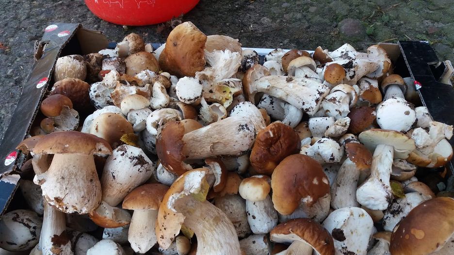 Gdzie na grzyby w Warszawie? Najpopularniejsze wśród grzybiarzy miejsca