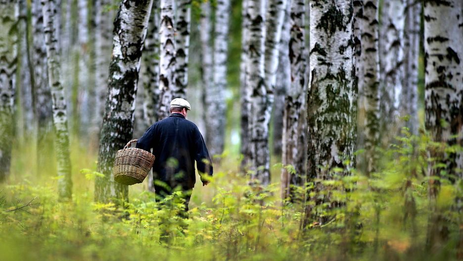 Grzybiarz natknął się na ludzkie zwłoki 