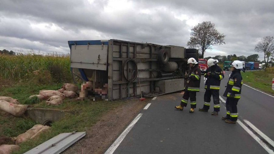 Świnie wyleciały z naczepy. Przy usuwaniu zwierząt z drogi pracowali strażacy.