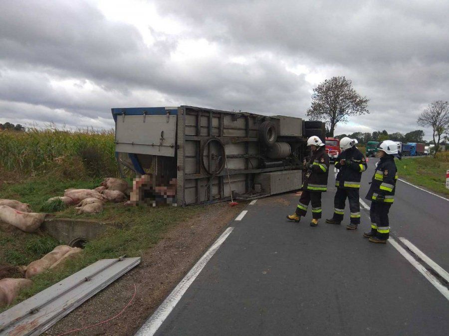 Podkarpackie: świnie wyleciały z naczepy na drogę