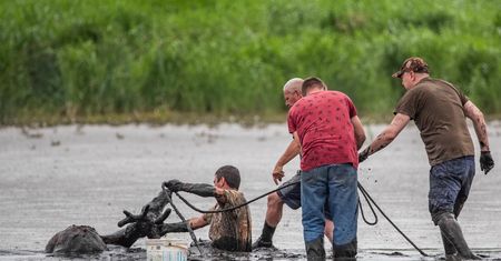 Świnoujście. Jelenie zassały się w błocie. Służby odmówiły pomocy