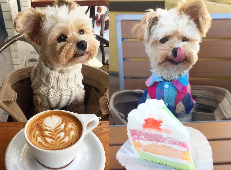 Ten pies był bezdomny. Teraz chadza po najlepszych restauracjach