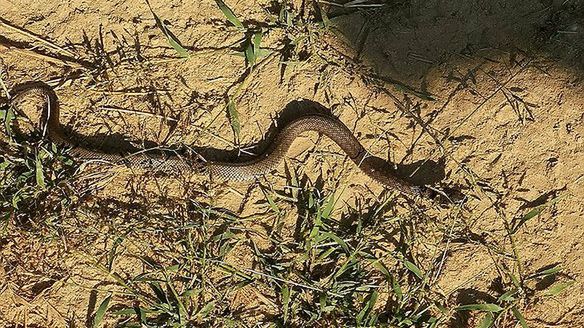 Ciechocinek. Zaskroniec wzbudził przerażenie kobiety 