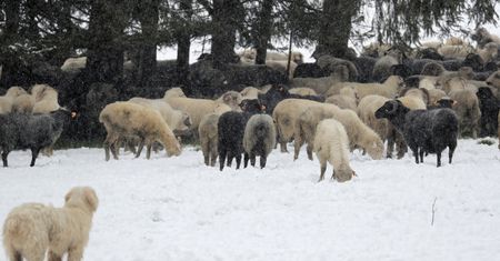 "Zimni ogrodnicy" dają się we znaki. Na Podhalu znów spadł śnieg
