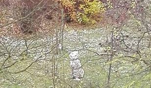 Śnieżny poranek w Polsce. Tak Polacy dokumentowali pierwszy śnieg