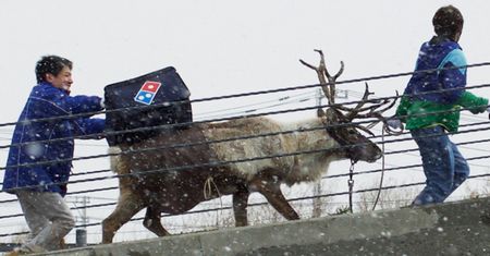 Sieć Domino's ma renifery. Dostarczą pizzę przez zaspy