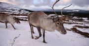 Rosja chce odstrzelić ćwierć miliona reniferów