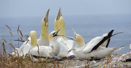 Najbardziej samotny ptak świata zmarł w otoczeniu replik