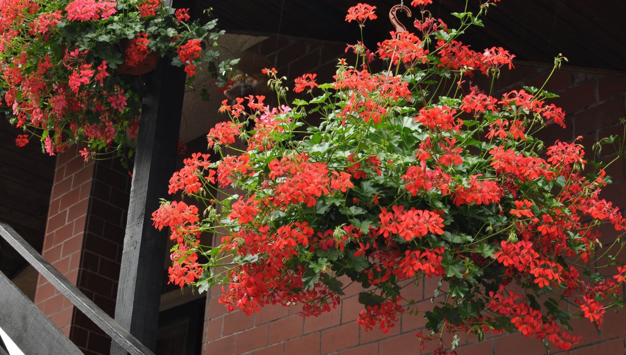 Ten sekret pięknych pelargonii przekazywany jest u nas z pokolenia na pokolenie