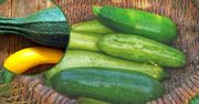 Czym się różni kabaczek od cukinii? Z pewnością otworzysz oczy ze zdumienia