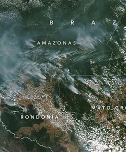 #UgaśmyPłucaŚwiata. Pożary w Amazonii to nie przypadek, tylko dzieło człowieka. Głównie jednego