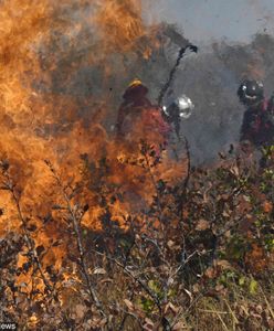 Amazonia. Jair Bolsonaro rozmawiał z Angelą Merkel o pożarach lasów w Amazonii