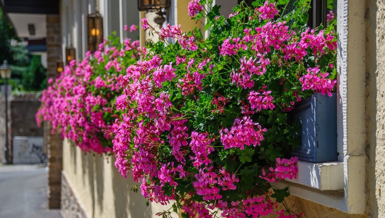 domowy nawóz do pelargonii fot. getty images