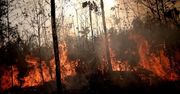 Amazonia. Pożary lasów nie pozbawią nas tlenu. Naukowcy tłumaczą dlaczego