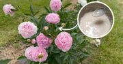 Robię ten wiosenny nawóz i dokarmiam nim piwonie, a latem wręcz uginają się od kwiatów