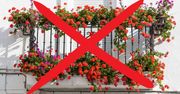 Oto dlaczego specjaliści ostrzegają przed sadzeniem pelargonii na balkonach