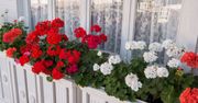 Dodaj do wody i podlej pelargonie. Ich kwiatom nie będzie końca