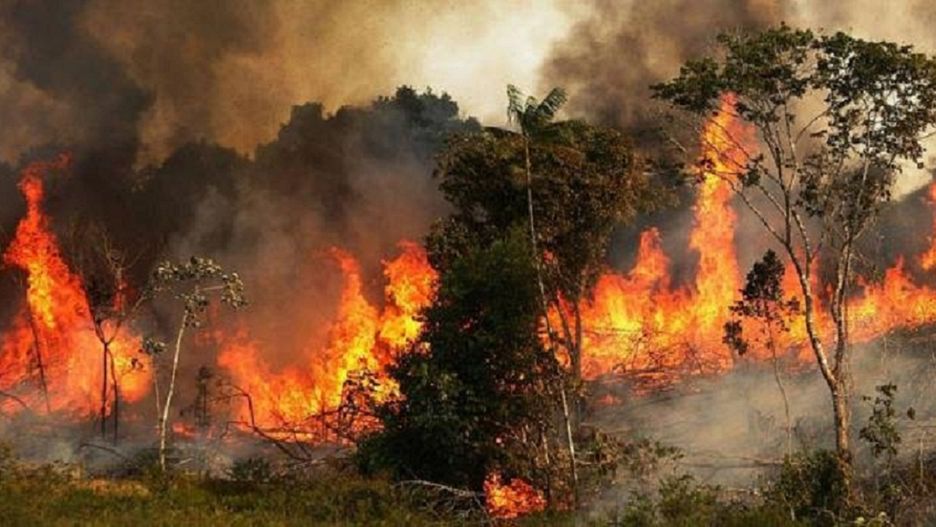"Amazonia jest unicestwiana, by zaspokoić nasz apetyt"