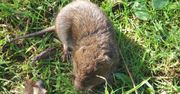 To nie kret i nie nornica, choć szkody w ogrodzie robi podobne