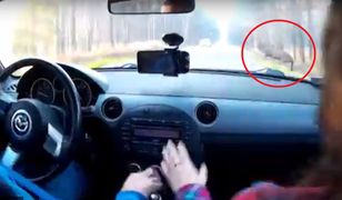 Przerażające nagranie wypadku na drodze krajowej. Jeleń wszedł prosto pod koła