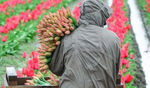 Dzień Kobiet. Tulipany w hurcie po 50 gr, ale w dyskontach niewiele drożej