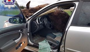 Groźny wypadek pod Świdnikiem. Kierowca uderzył w łosia