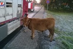 Wypadek ciężarówki przewożącej byki. Zwierzęta rozbiegły się po ulicy
