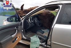 Groźny wypadek pod Świdnikiem. Kierowca uderzył w łosia