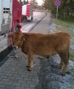 Wypadek ciężarówki przewożącej byki. Zwierzęta rozbiegły się po ulicy