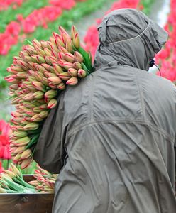 Dzień Kobiet. Tulipany w hurcie po 50 gr, ale w dyskontach niewiele drożej