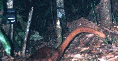Nowy drapieżnik odkryty na Borneo