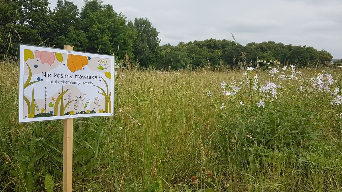 Miejska łąka we Wrocławiu.