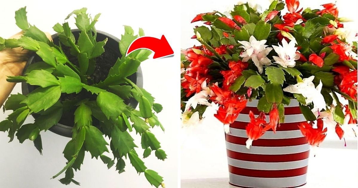How to Take Care of Christmas Cactus So That It Will Stay with Us Longer
