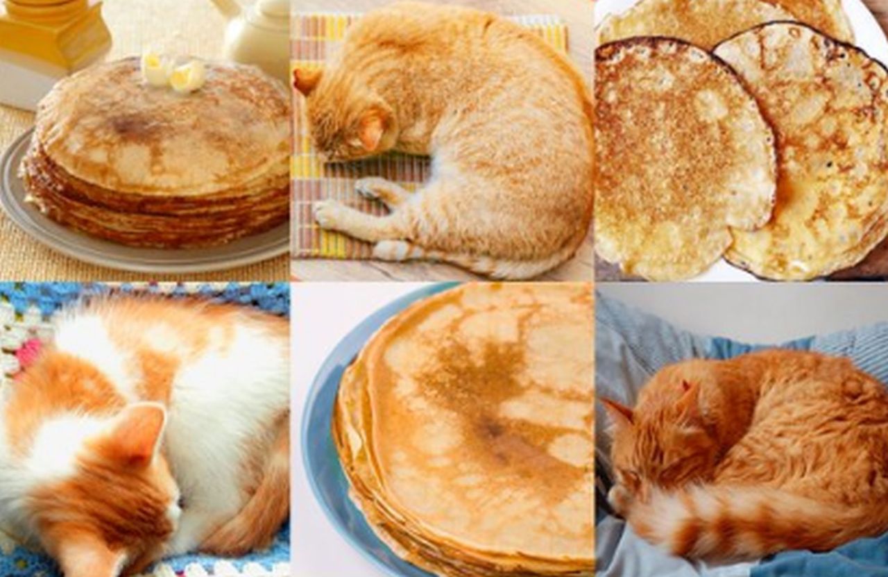 Jedzenie czy zwierzę?