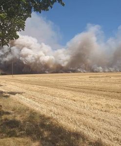 Wielkie pożary w Wielkopolsce. Jest apel straży pożarnej do kierowców. "Nie ustępują pierwszeństwa"