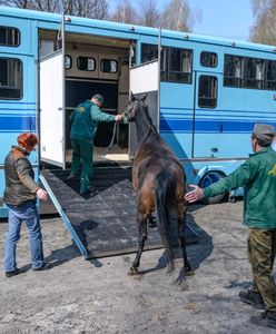 Stadnina w Janowie Podlaskim znów rozgrzewa Polaków