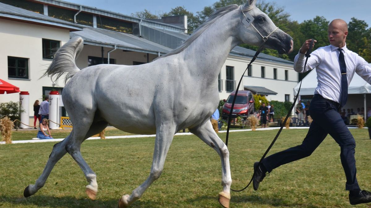 Pride of Poland w Janowie Podlaskim. W niedzielę licytacja 21 arabów
