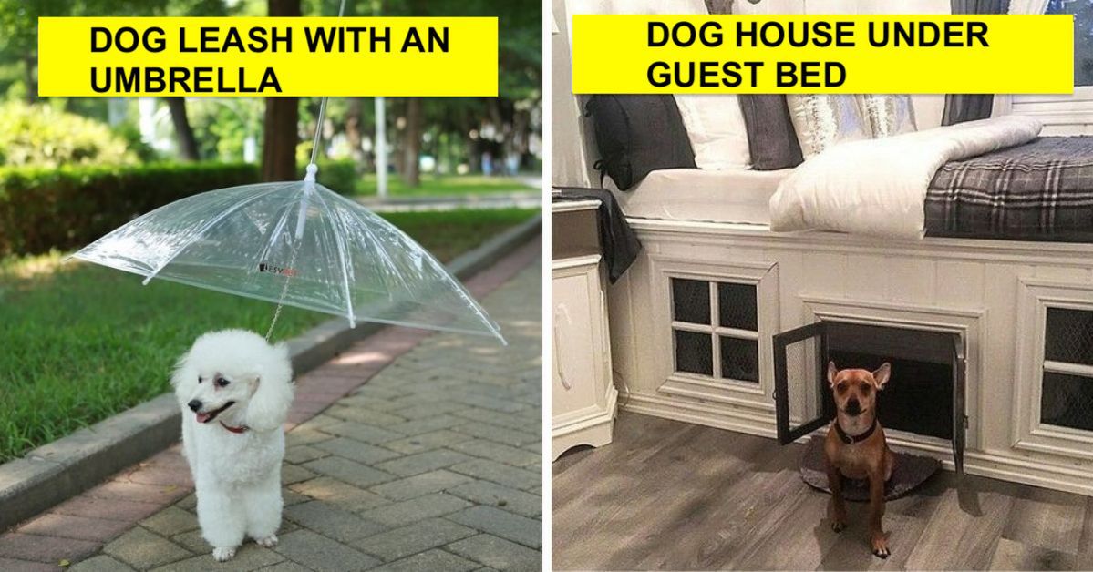 20 Cool Ideas for Dog Owners to Make Pet Ownership More Fun