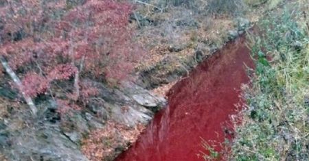 Rzeka krwi w Korei Południowej. Ogromna rzeź świń
