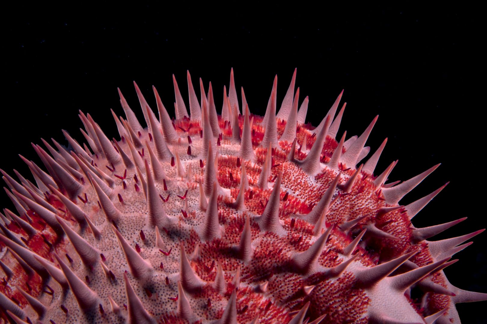 Crown of Thorns Starfish, Acanthaster planci, Big Island, Hawaii 