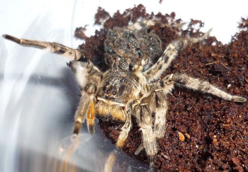 Tarantula ukraińska w Polsce? Ekspert dementuje pogłoski