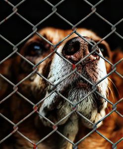 Pies powieszony koło schroniska. Nagroda za wskazanie sprawcy